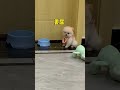 Tiny Teacup Puppy Cuddling, Sweet Little Furball 🐶🧸 #Minidog #adorablepups