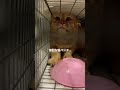 ボス猫茶トラの威嚇