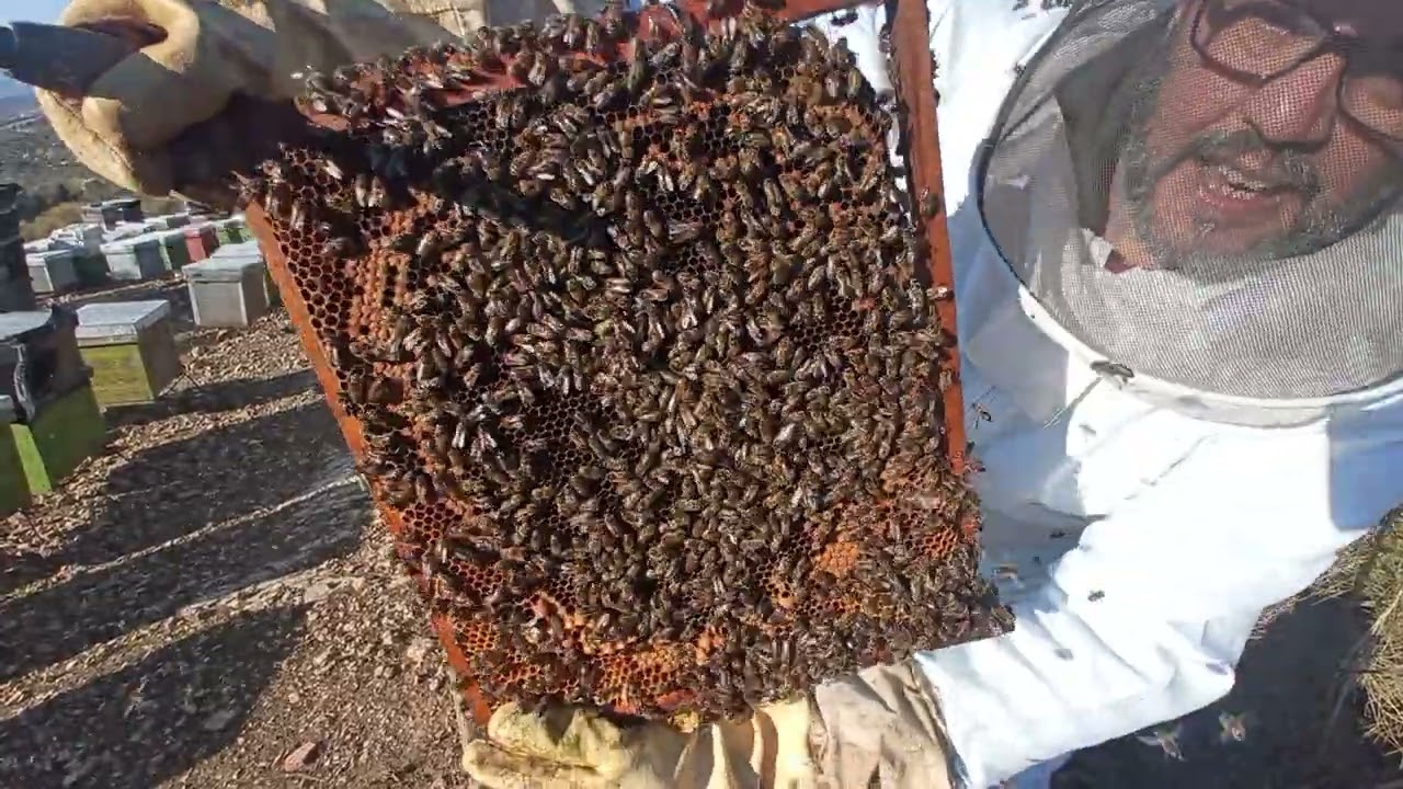 افضل طريقه لتكاتر الخلايا من دون شراءالطرود اسرار المحترفين في تجار طريقه ناجحه 100% النفضة حسونية