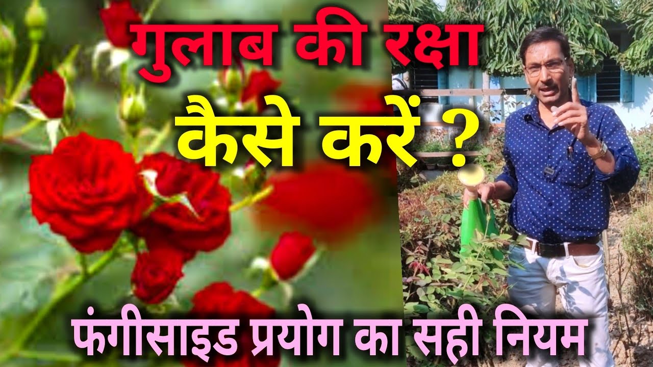 गुलाब की रक्षा कैसे करें ? जानियें फंगिसाइड प्रयोग का सही तरीका l How to Care Roses Perfectly