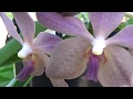 Ph. denevei x v. Kulwadee Fragrance Чудесная Ванда Цветет