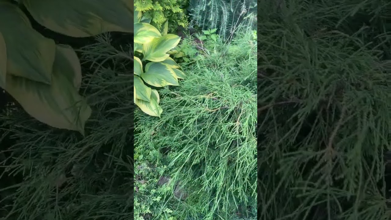 20 августа 2023 г. Туя западная "Филиформис"Thuja occidentalis 'Filiformis' 