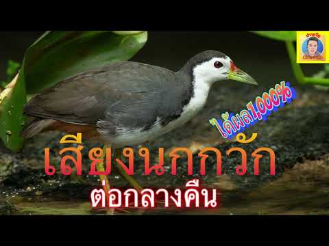 เสียงนกกวัก ต่อกลางคืน เข้าไวได้ผล1,000%ไม่มีโฆษณา