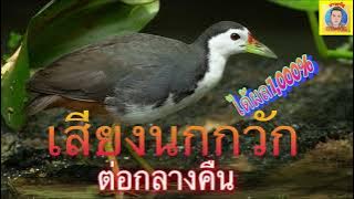 เสียงนกกวัก ต่อกลางคืน เข้าไวได้ผล1,000%ไม่มีโฆษณา