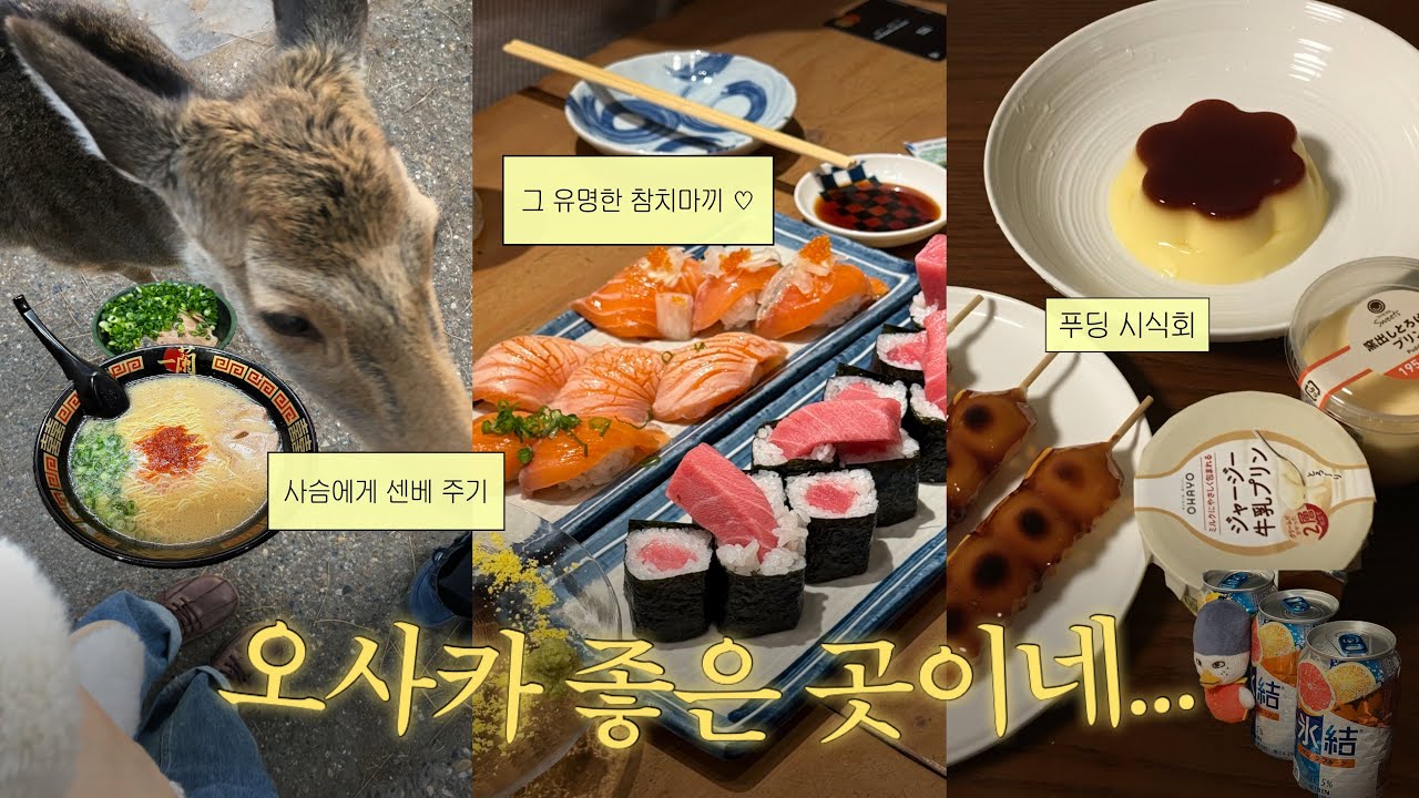 인생 참치마끼 먹고, 별안간 사슴에게 쫓기는... 오사카 브이로그 #1 [나라공원/카마이키 우동/스시사카바/파르코백화점 농담곰,치이카와/이치란라멘 신사이바시] 