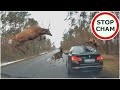 Stado jeleni przeskakuje nad BMW #574 Wasze Filmy