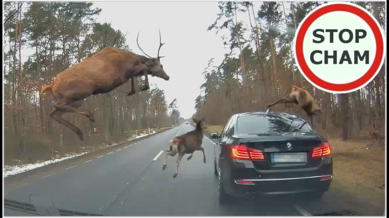 Stado jeleni przeskakuje nad BMW / The herd of deer is jumping over the BMW 