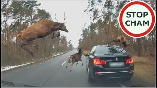 Stado jeleni przeskakuje nad BMW / The herd of deer is jumping over the BMW #574 Wasze Filmy screenshot 3