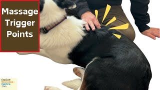 Massage for dogs- how to get rid of pain easily