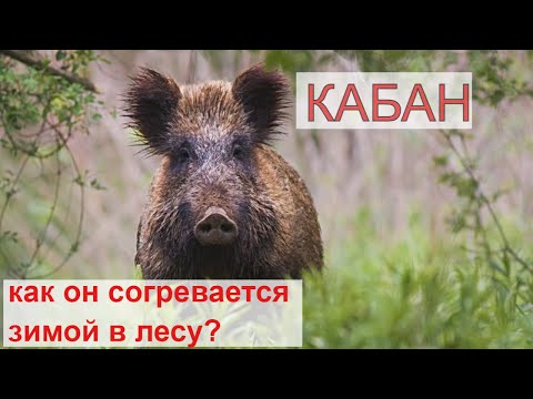 КАБАН (Sus scrofa). Энциклопедия дикой природы