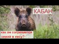 КАБАН (Sus scrofa). Энциклопедия дикой природы