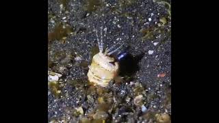 Vermes Marinhos Bobbit Eunice