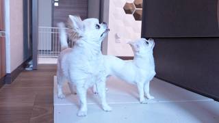 姉チワワと子犬が同じ姿勢でゴハンを待つ姿が可愛すぎました♪