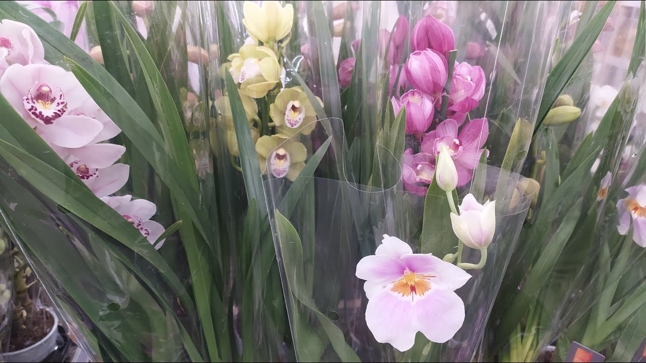 Обзор орхидей Леруа Мерлен Воронеж (Сити Град) 12 февраля 2022 - YouTube