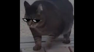 Толстый кот бежит (мем)