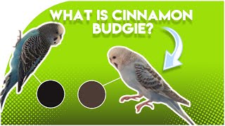 What is Cinnamon Budgie? (The Cinnamon GENE)