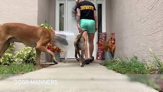 ROCKY Boxer Puppy | Trained By BEST Dog Trainer Ocala FL