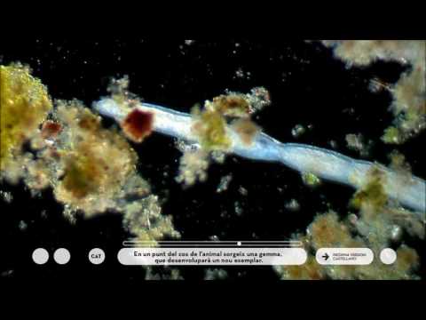 Vídeo: Com es reprodueixen els antozous?