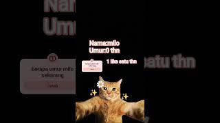 #meme#kucing#milo