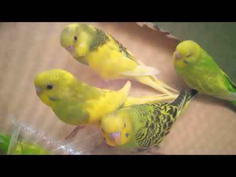 Care for a Budgie | How to Care a budgie | Budgies ka khayal kesy rakhain #love4birds