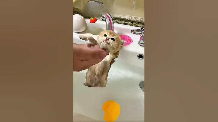 Video 11313211: bath kitten catlover, kitten first bath, kitten catlover funny