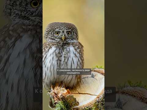 Неожиданный герой года: обыкновенная жаба