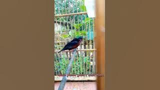 konin nembak yg d sukai juri\\konin gacor bongkar isian pass buat masteran handal dan jagoan,.