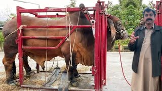 How to start Brahman Cows Farming Business by Haji Shaukat Doggar of Multan