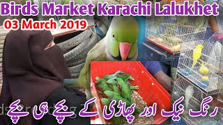 Baby Parrot price | Lalukhet Sunday Birds market Raw Ringneck Gray