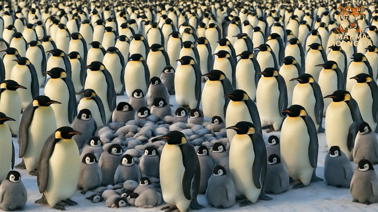 TẬN CÙNG NAM CỰC! Hành Trình Di Cư Hoành Tráng Của Chim Cánh Cụt Hoàng Đế | MMHD