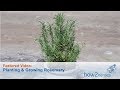 Planting & Growing Rosemary