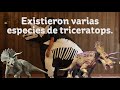 Triceratops… ¿El dinosaurio más cool?