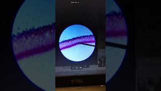 Lab Exercise 4: Microscopy for Microbiology - Use and Function