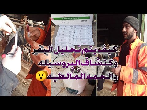 كيف يتم تحليل البروسيلا الحمي المالطيه عند الابقار وأضراره عند الابقار