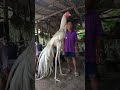 #shortvideo