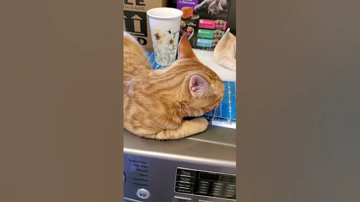 Morning Birdwatching Bombed