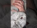 #yutubeshorts #cute #cuterabbit #rabbit #kpop #ive #bangbang #music #mycuterabbit #subscribe