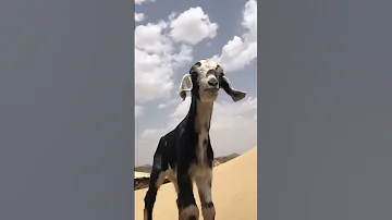 صوت صغير الماعز ممممااء 