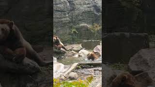 #bronx #zoo #bears #kidszoo #educationalTrip#kidslearning#Zootime#familytime #favoriteanimals