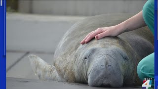 Jax Zoo Manatee Critical Care Center