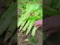 Cutting fresh vegetable sticks with a sharp knife at my farm! 🥕🔪 #farmlife #farming #agriculture