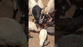 These Goats Are Professional Thieves 😂🐐
