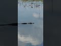 Gator swimming - Lake Apopka, Florida 4.15.23