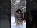 A Tibetan Mastiff and his puppy interact with wild animals.