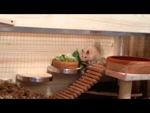 Video: Können Hamster Brokkoli essen?