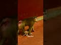 Baby monkey play with mom