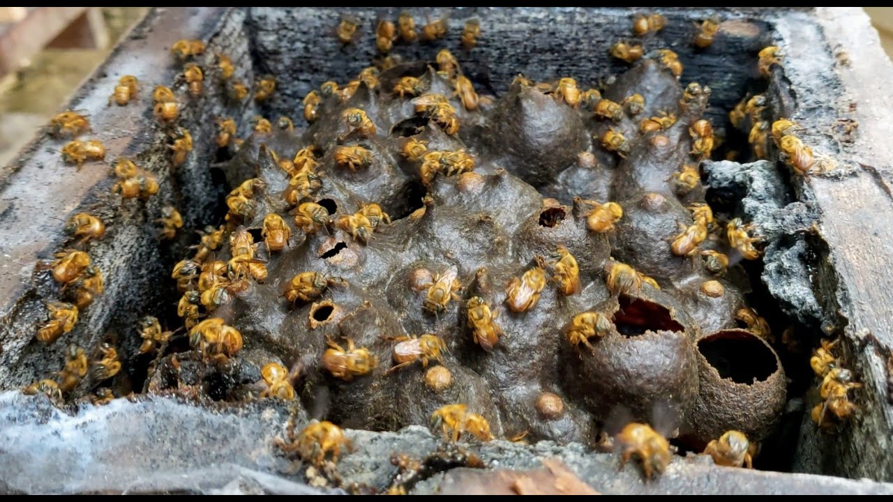 É o fim da bugia monstro? Veja como ela está atualmente