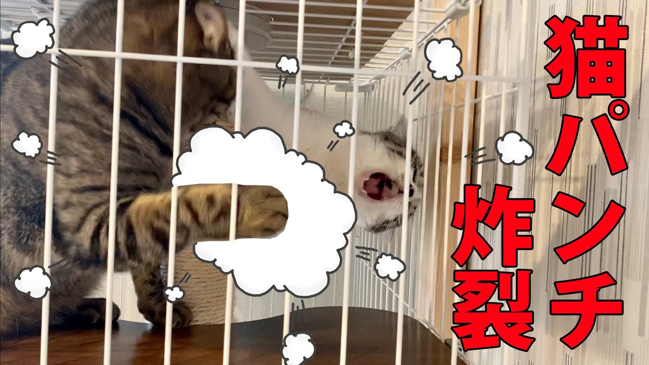 ネコパンチ炸裂 ネコの小競り合い A Cat Spunch Youtube ネコパンチ炸裂 ネコの小競り合い A Cat Spunch Youtube