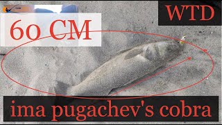Wtd Aksiyonu Nasıl Yapılır Ima Pughacevs Cobra En Iyi Su Üstü Sahtesi Top Water Lure Seab