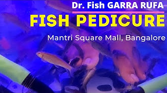 wallpapers Garra Rufa Fish Price In Coimbatore fishpedicure youtube